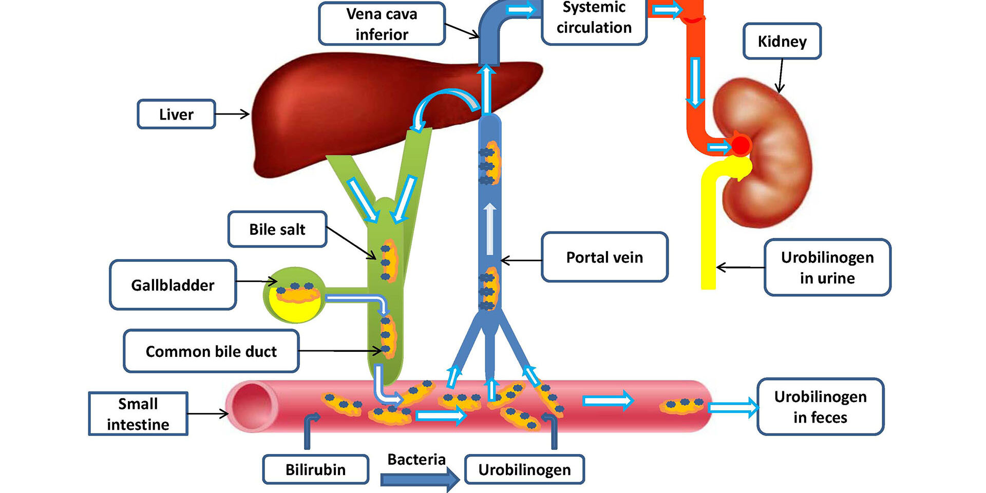 Pristup bolesti masne jetre 01