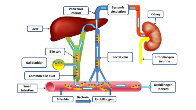 Pristup bolesti masne jetre 01