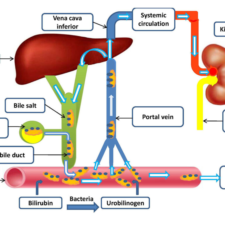 Pristup bolesti masne jetre 01